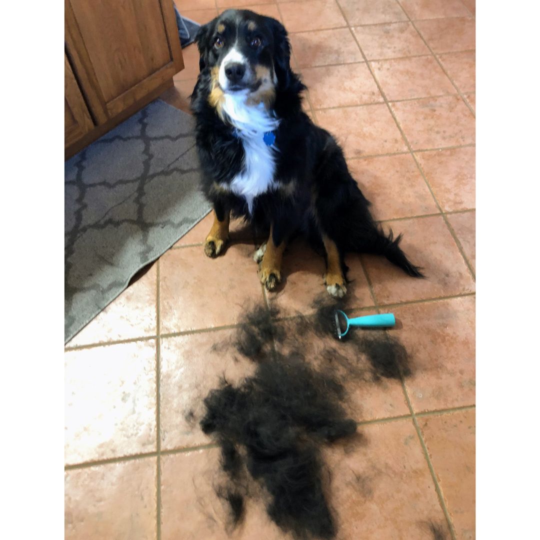 Uproot Cat and Dog Brush - Image 3